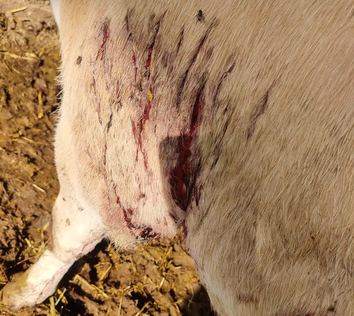 Lupi attaccano una mandria di mucche a Frossasco