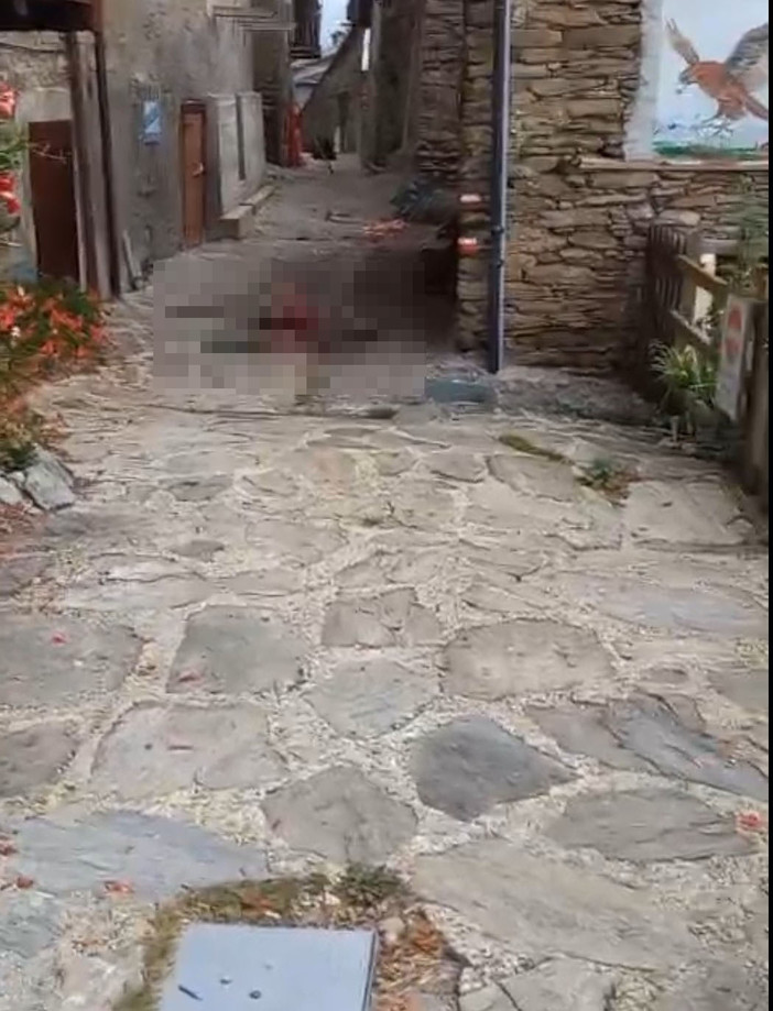 Giovane cervo sbranato in centro a Pequerel, la scia di sangue lungo la strada