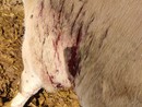 Lupi attaccano una mandria di mucche a Frossasco