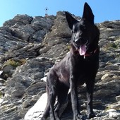 Una vita val bene una pallina: le imprese di Giselle, cane da salvataggio
