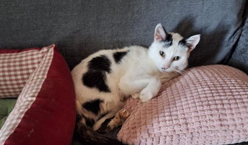 Amanti dei gatti al lavoro nel Pinerolese per portare a termine la missione di Cinzia