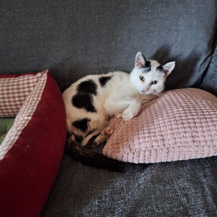 Amanti dei gatti al lavoro nel Pinerolese per portare a termine la missione di Cinzia Amanti dei gatti al lavoro nel Pinerolese per portare a termine la missione di Cinzia