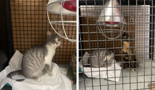Degrado in un immobile di Carmagnola: salvati tre gatti in condizioni precarie