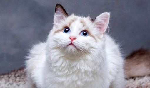 Torre Pellice si mobilita per i gatti di Sanciò rimasti senza ‘mamma’