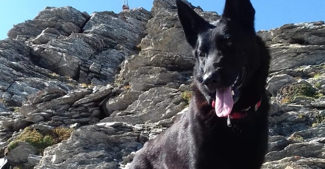 Una vita val bene una pallina: le imprese di Giselle, cane da salvataggio