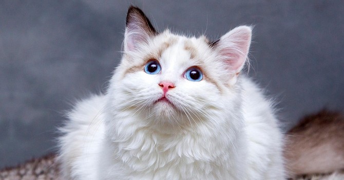 Torre Pellice si mobilita per i gatti di Sanciò rimasti senza ‘mamma’ Torre Pellice si mobilita per i gatti di Sanciò rimasti senza ‘mamma’