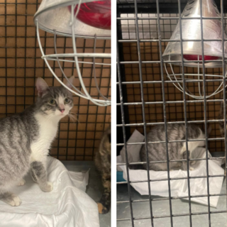 Degrado in un immobile di Carmagnola: salvati tre gatti in condizioni precarie