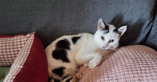 Amanti dei gatti al lavoro nel Pinerolese per portare a termine la missione di Cinzia