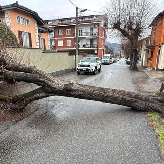 Albero cade e blocca via Cavour a Luserna San Giovanni