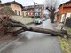 Albero cade e blocca via Cavour a Luserna San Giovanni