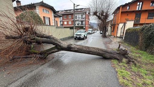 Albero cade e blocca via Cavour a Luserna San Giovanni