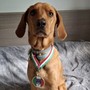 Il cagnolino Spillo