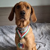 Il cagnolino Spillo