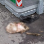Agnello macellato ai cassonetti di Luserna San Giovanni