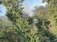 Luserna San Giovanni: fiamme nel bosco del Bric di Bandì Luserna San Giovanni: fiamme nel bosco del Bric di Bandì