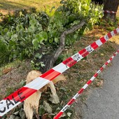 Il ramo caduto