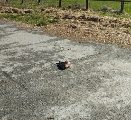 Il macabro ritrovamento Il macabro ritrovamento