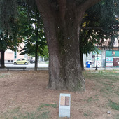 La targa davanti al cedro piantato da Nora Pons La targa davanti al cedro piantato da Nora Pons