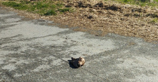 Il macabro ritrovamento