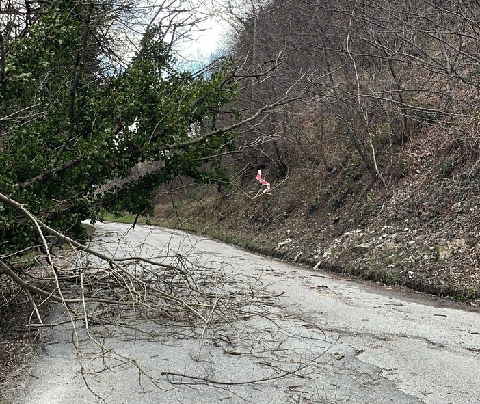 Piante abbattute dal vento a Luserna San Giovanni: Vigili del fuoco e Polizia locale al lavoro