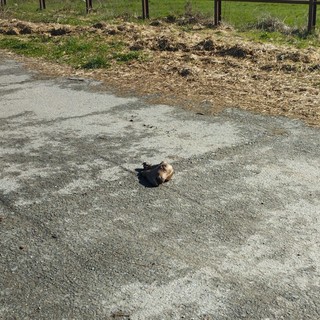 Il macabro ritrovamento