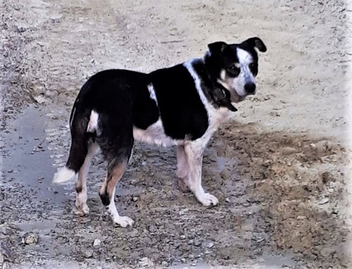 Il cane di Renato Beitone visto e sfamato per due giorni a Galiverga, al confine tra Bagnolo Piemonte e la Val Pellice