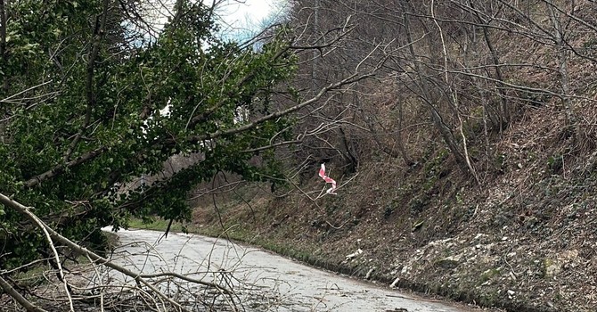 Piante abbattute dal vento a Luserna San Giovanni: Vigili del fuoco e Polizia locale al lavoro