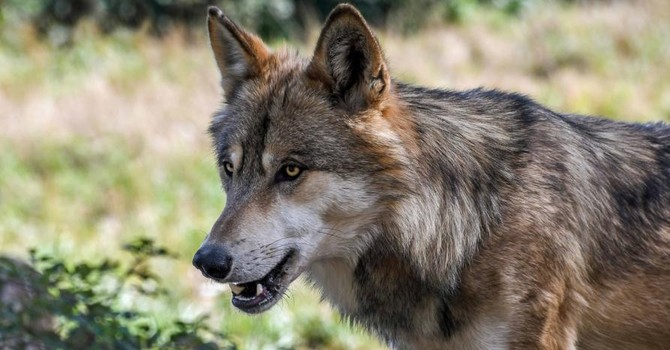 Allevatori, politica e tecnici: il Pinerolese apre il dossier lupo Allevatori, politica e tecnici: il Pinerolese apre il dossier lupo