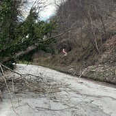 Piante abbattute dal vento a Luserna San Giovanni: Vigili del fuoco e Polizia locale al lavoro