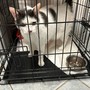 Il gattino Lino