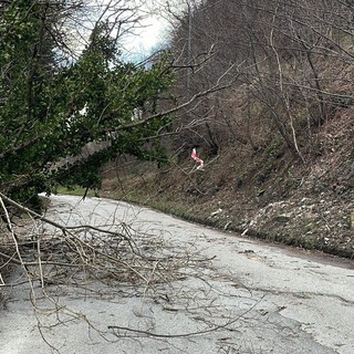 Piante abbattute dal vento a Luserna San Giovanni: Vigili del fuoco e Polizia locale al lavoro
