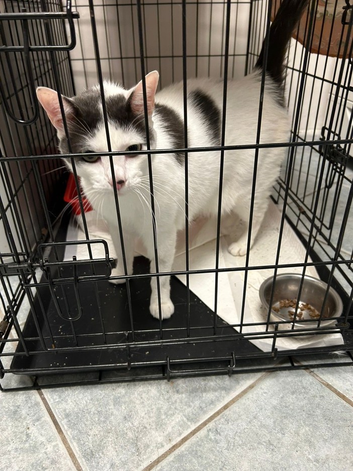 Il gattino Lino