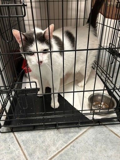 Il gattino Lino