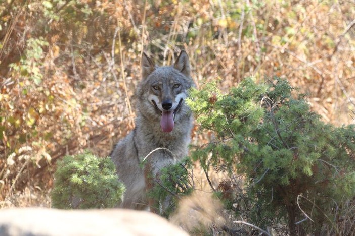 Pastore morso dal lupo a Usseaux: “Potenziati i controlli a Pian dell’Alpe” Pastore morso dal lupo a Usseaux: “Potenziati i controlli a Pian dell’Alpe”