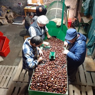 La cernita delle castagne