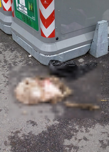 Agnello macellato ai cassonetti di Luserna San Giovanni