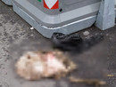 Agnello macellato ai cassonetti di Luserna San Giovanni