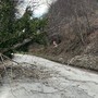 Piante abbattute dal vento a Luserna San Giovanni: Vigili del fuoco e Polizia locale al lavoro