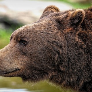 A Torre Pellice domani arrivano gli esperti nel ritorno dei carnivori