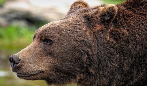 A Torre Pellice domani arrivano gli esperti nel ritorno dei carnivori A Torre Pellice domani arrivano gli esperti nel ritorno dei carnivori
