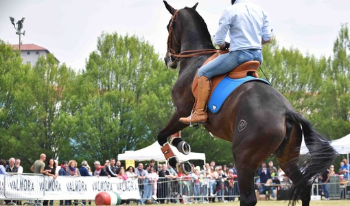 (Foto di Stefano Bricco)