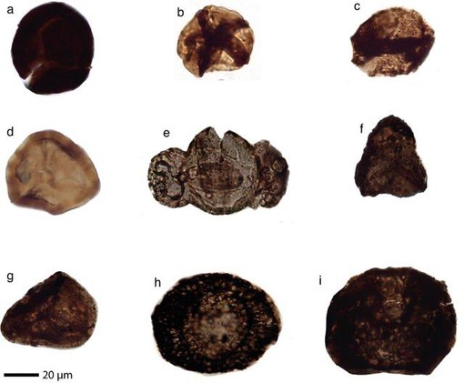 Tracce di fossili sotto al mantello terrestre: nelle valli del Pinerolese il primo caso al mondo Tracce di fossili sotto al mantello terrestre: nelle valli del Pinerolese il primo caso al mondo