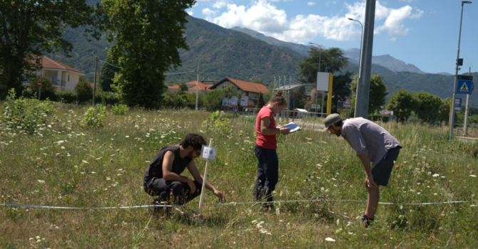 Un monitoraggio entomologico