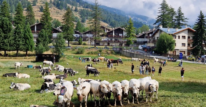 Due giorni per Miss Mucca e Miss Manza, elette tra gli applausi a Pragelato