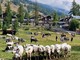 Due giorni per Miss Mucca e Miss Manza, elette tra gli applausi a Pragelato Due giorni per Miss Mucca e Miss Manza, elette tra gli applausi a Pragelato