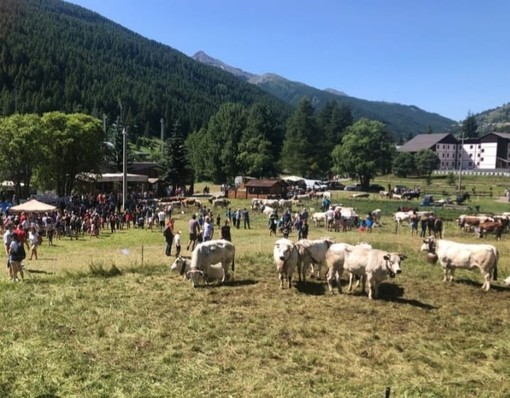 Pragelato è pronta per eleggere le nuove ‘Miss Mucca’ e ‘Miss Manza’