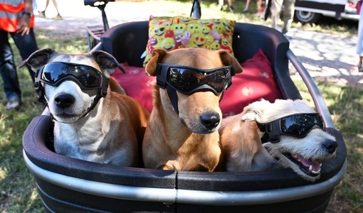 Red carpet a quattro zampe: Pinerolo celebra i cani più simpatici e premia il più coraggioso