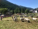 Pragelato è pronta per eleggere le nuove ‘Miss Mucca’ e ‘Miss Manza’ Pragelato è pronta per eleggere le nuove ‘Miss Mucca’ e ‘Miss Manza’