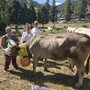 La cinquina del Grand Puy a Miss Mucca a Pragelato La cinquina del Grand Puy a Miss Mucca a Pragelato