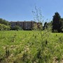 Il pericolo dell’estinzione e le storia di Umanimali al Bosco Urbano Partecipato di Pinerolo
